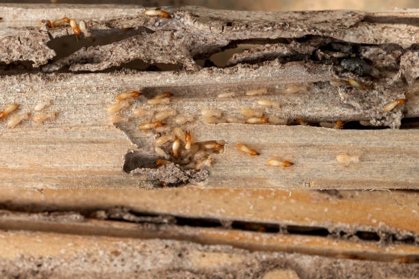 Best Best Pest Control Companies  in Lynchburg, OH