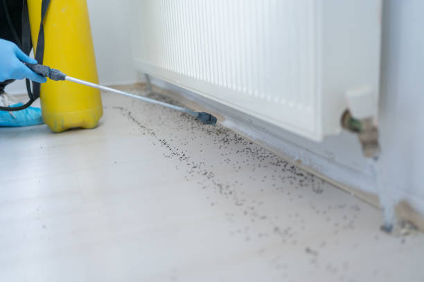 Reliable Lynchburg, OH Pest Control Solutions